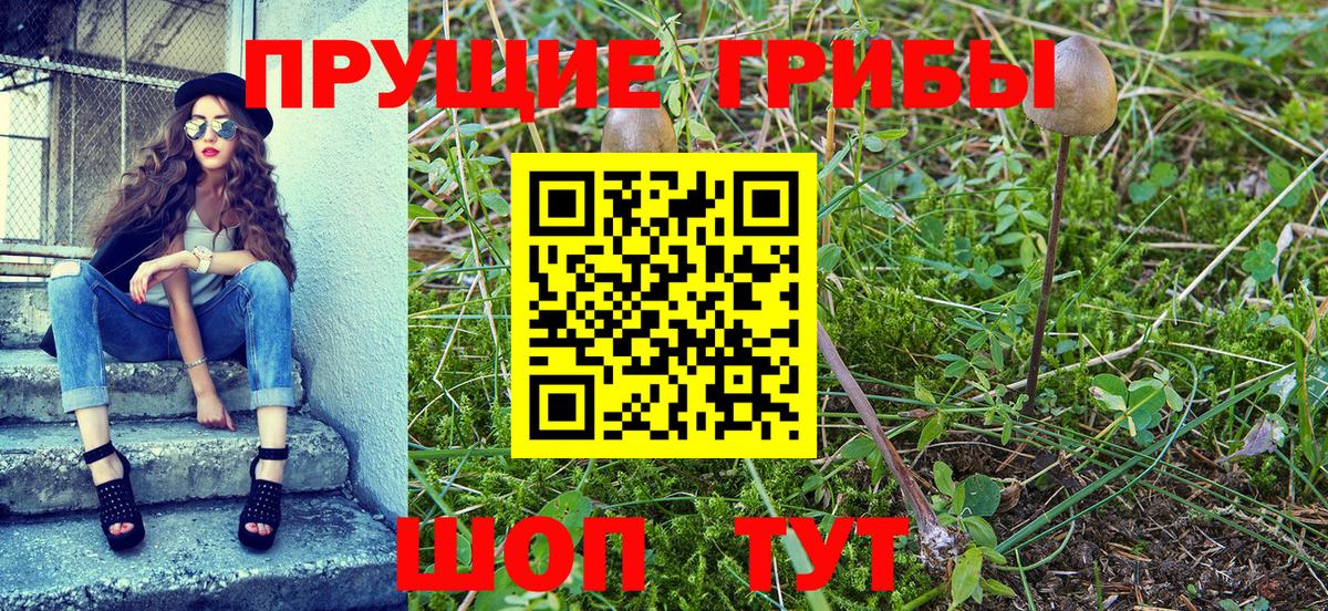 Галлюциногенные грибы Psilocybe  Каменск-Уральский 